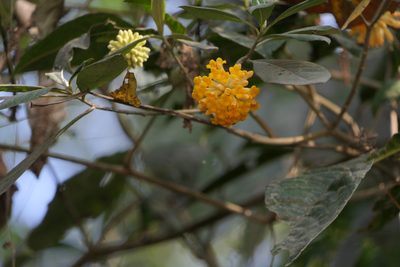 Edgeworthia gardneri, photographed by Dinesh Valke