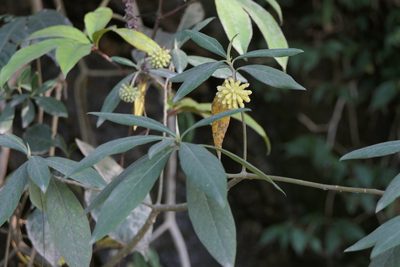 Edgeworthia gardneri, photographed by Dinesh Valke