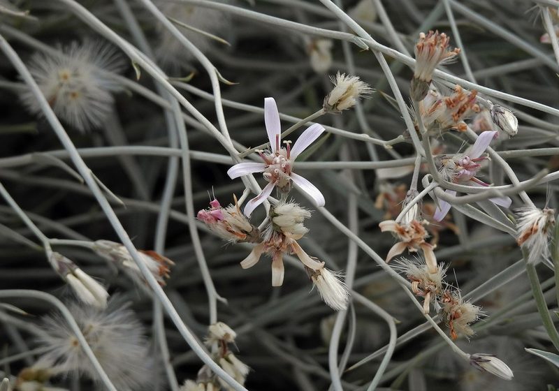 Hyalis argentea, photographed by Hugo Hulsberg