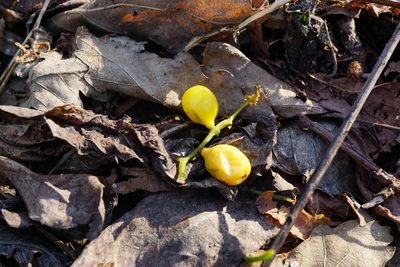 Loranthus europaeus, photographed by Patrick Hacker