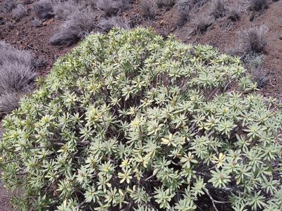 Euphorbia balsamifera, photographed by Christina s.l.