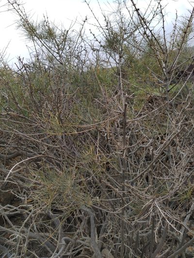 Asparagus arborescens, photographed by Christina s.l.