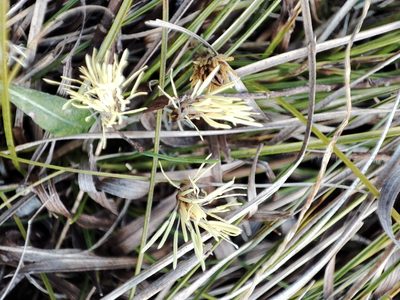 Carex humilis, photographed by xulescu_g