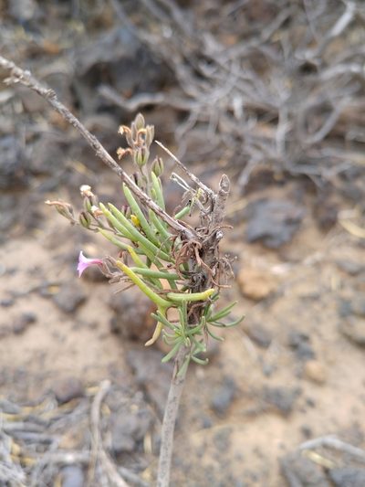 Campylanthus salsoloides, photographed by Christina s.l.