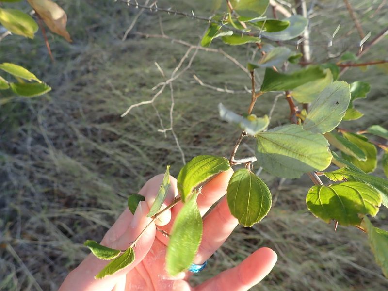 Ziziphus mauritiana, photographed by Natalie Waddell-Rutter