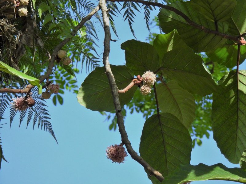 Poikilospermum suaveolens, photographed by Samuel Lee