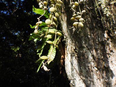 Dischidia nummularia, photographed by Samuel Lee