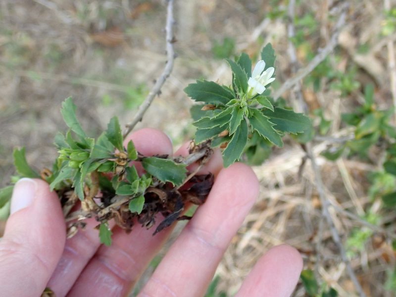 Capraria biflora, photographed by Natalie Waddell-Rutter