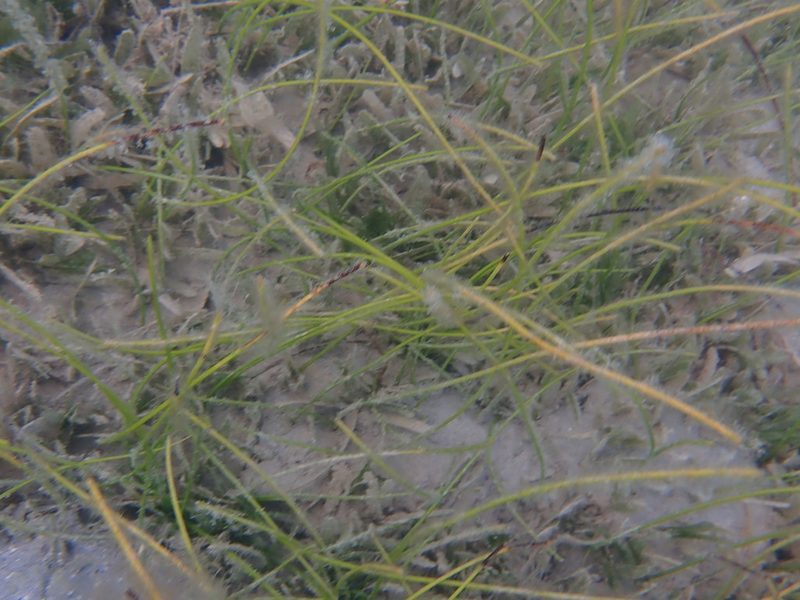 Syringodium filiforme, photographed by Natalie Waddell-Rutter