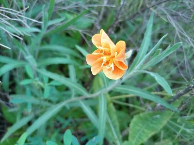 Oenothera affinis, photographed by Bahiano Ayala