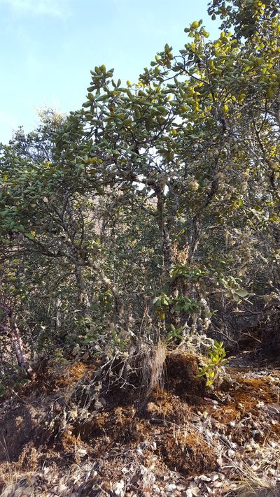 Quercus conzattii, photographed by Eugenio Padilla