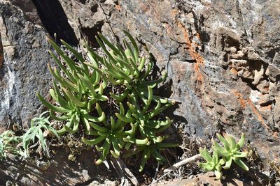 Dudleya viscida, photographed by Gail A Baker