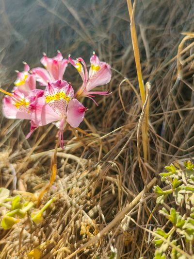 Alstroemeria hookeri, photographed by Daniel Hermosilla