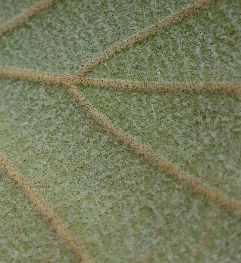 Quercus conzattii, photographed by Eugenio Padilla