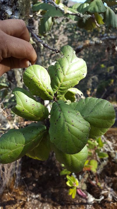Quercus conzattii, photographed by Eugenio Padilla