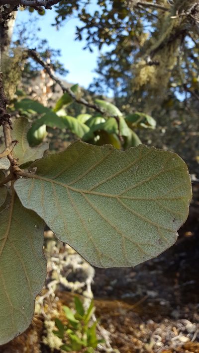 Quercus conzattii, photographed by Eugenio Padilla