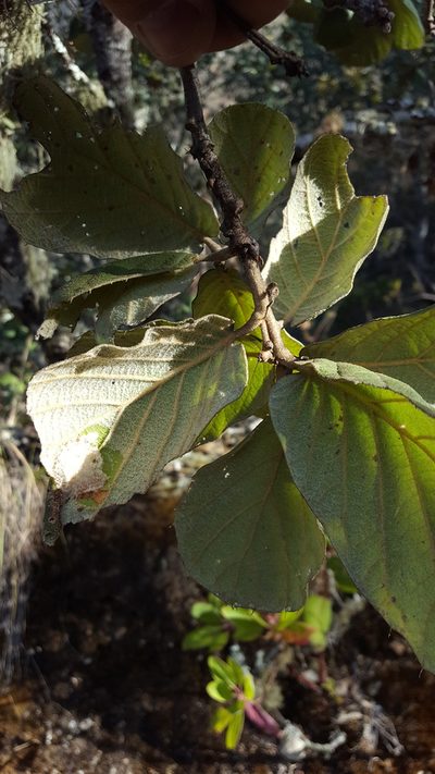 Quercus conzattii, photographed by Eugenio Padilla