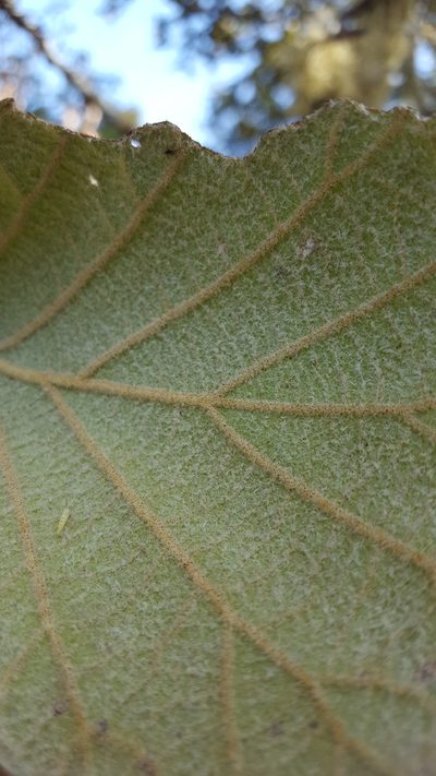 Quercus conzattii, photographed by Eugenio Padilla