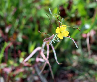 Ludwigia linearis, photographed by Lauren McLaurin