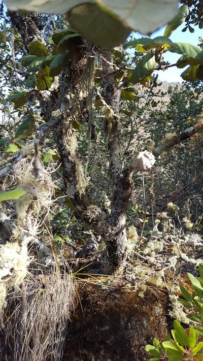 Quercus conzattii, photographed by Eugenio Padilla