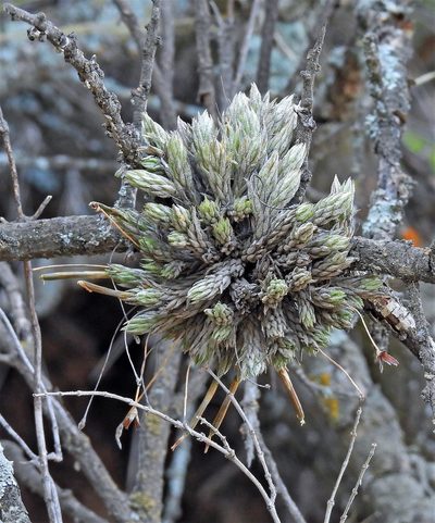 Tillandsia pedicellata, photographed by Hugo Hulsberg