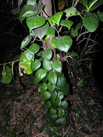Piper baccatum, photographed by Samuel Lee