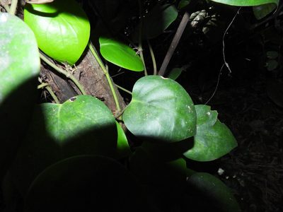 Piper baccatum, photographed by Samuel Lee