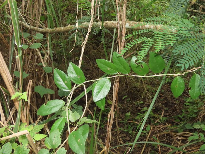 Nephroia orbiculata, photographed by chiuluan