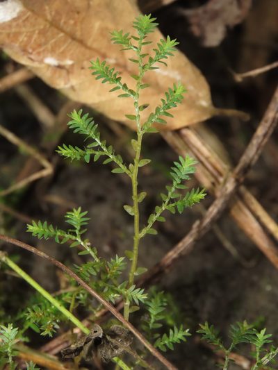 Selaginella aristata, photographed by chiuluan