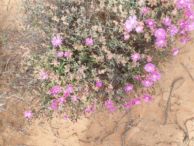 Drosanthemopsis diversifolia, photographed by Peter Warren