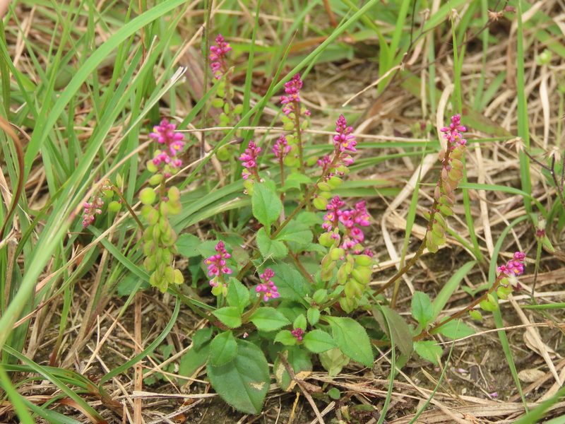 Polygala tatarinowii, photographed by chiuluan