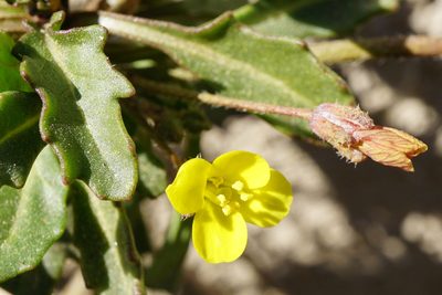 Diplotaxis muralis, photographed by Patrick Hacker