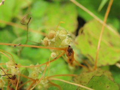Cuscuta campestris, photographed by chiuluan