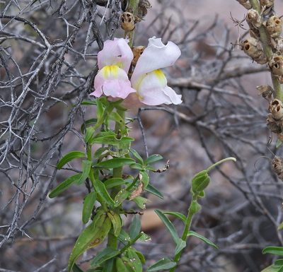 Antirrhinum majus, photographed by Hugo Hulsberg