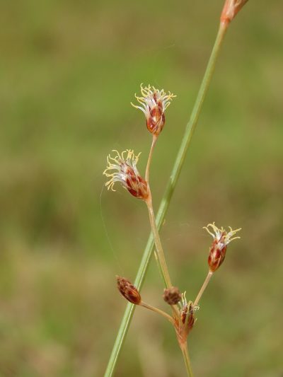 Fimbristylis subinclinata, photographed by chiuluan