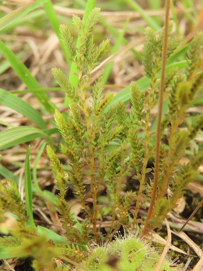 Selaginella aristata, photographed by chiuluan