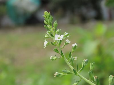 Veronica undulata, photographed by chiuluan