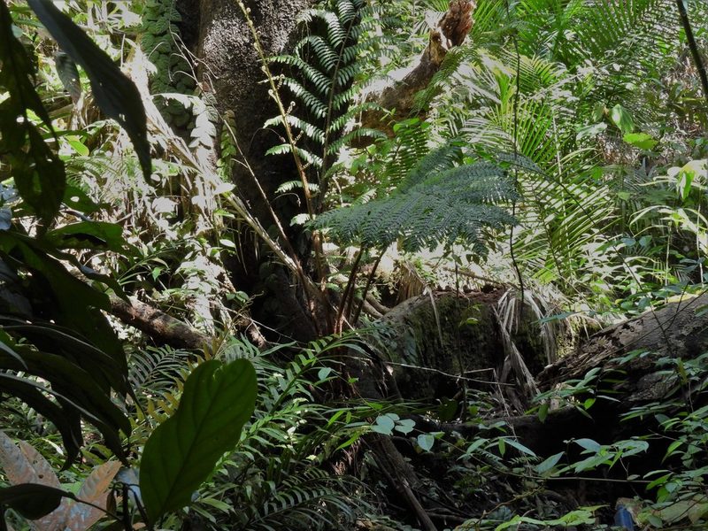 Sphaeropteris squamulata, photographed by Samuel Lee