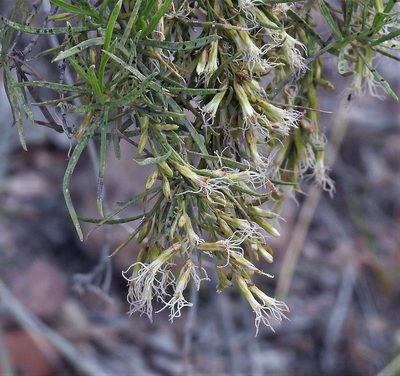 Acanthostyles buniifolius, photographed by Hugo Hulsberg