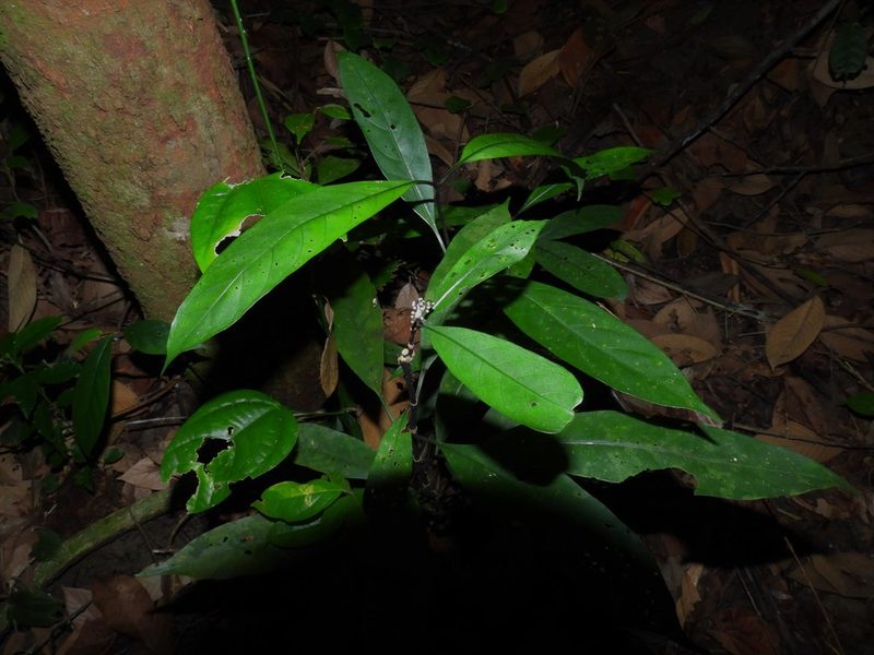 Chassalia curviflora, photographed by Samuel Lee