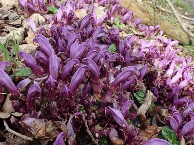 Lathraea clandestina, photographed by bigayon