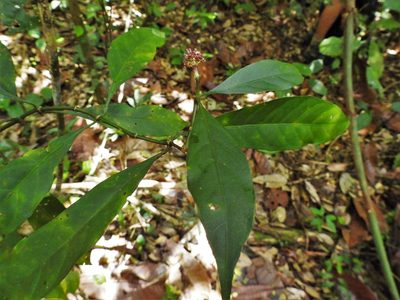 Chassalia curviflora, photographed by Samuel Lee