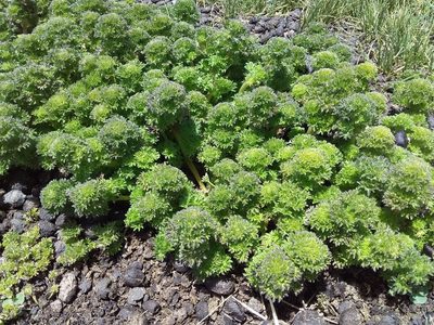 Urtica flabellata, photographed by Humber Alberto
