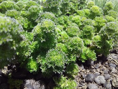Urtica flabellata, photographed by Humber Alberto