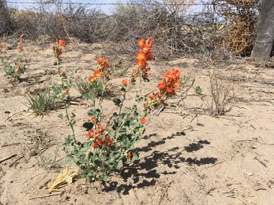 Sphaeralcea parvifolia, photographed by Cecelia Alexander