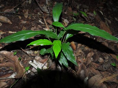 Tacca cristata, photographed by Samuel Lee