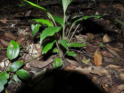 Tacca cristata, photographed by Samuel Lee