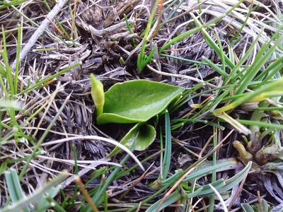 Ophioglossum crotalophoroides