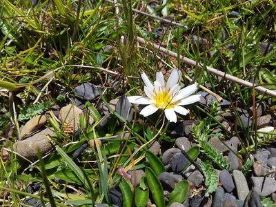 Hypochaeris taraxacoides, photographed by Humber Alberto