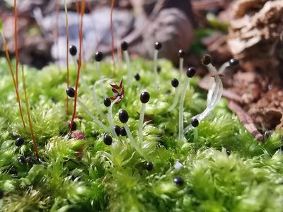 Lophocolea heterophylla, photographed by Alexis Tinker-Tsavalas